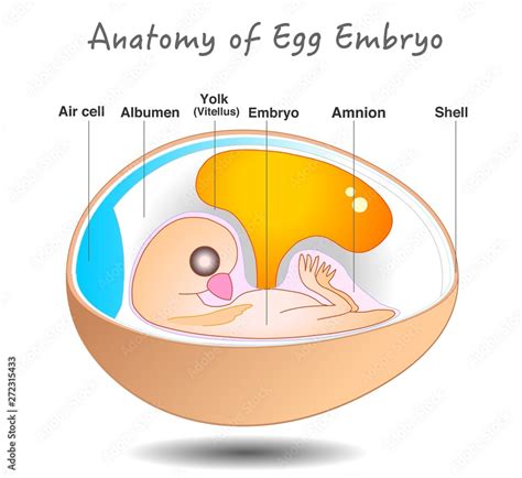 Egg Embryo Anatomy Bird And Chicken Embryo Diagram Cross Section Egg ...