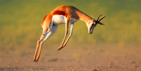 The Springbok | Critter Science