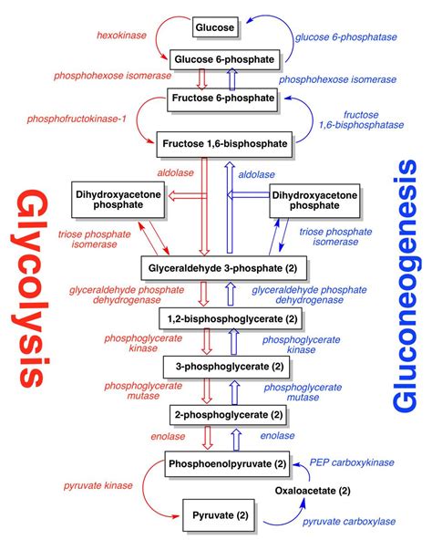 Gluconeogenesis: Why this is very Important? (Simple Notes) | Teaching ...