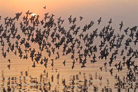 Part 2: Your Turn to Map Bird Migration! | Audubon Alaska