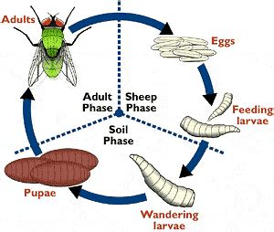 Life Cycle Of A Blowfly