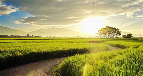 Wallpaper Pemandangan Keren Untuk Laptop - Background Sawah Pagi Hari ...