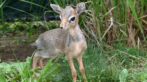 Kirk's dik-dik antelope born at Brookfield Zoo - ABC7 Chicago