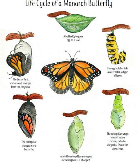 Painted Lady Butterfly Life Cycle Stages - You Paint