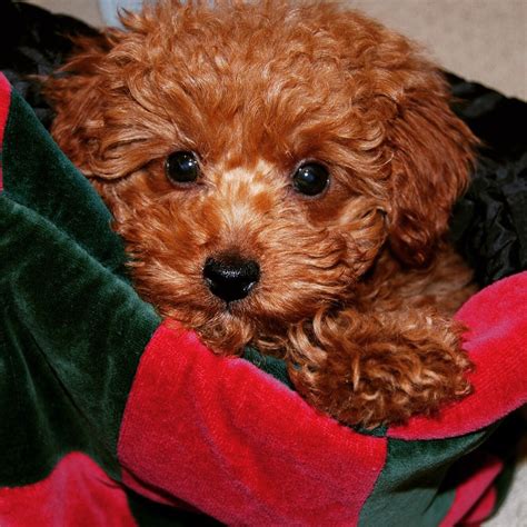 Apricot & Red Poodle Puppies in NYC | Scarlet's Fancy Poodles | Red ...