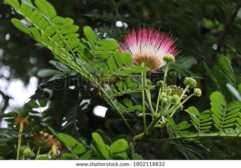 Samanea Saman Pink Flowers Blooming On Stock Photo 1802118832 ...