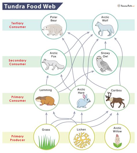 Tundra Food Chain Examples And Diagram | Science Facts - Learn it All