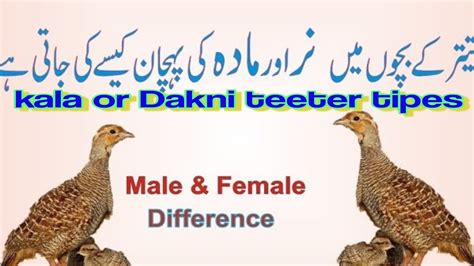 Teetar chicks main male aur female identification in urdu Hindi - YouTube