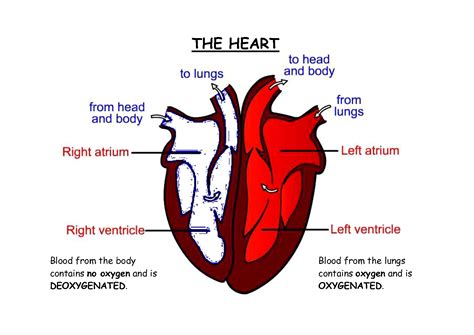 Human Heart Diagram Labeled