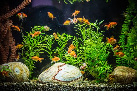 Goldfish Tank Setup – Simple Guide for Beginners - FishLab