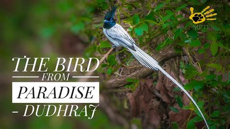 The Bird from Paradise - Dudhraj ( Indian Paradise Flycatcher ) - YouTube