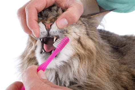 How to Care For Your Cat's Teeth - My 3 Little Kittens