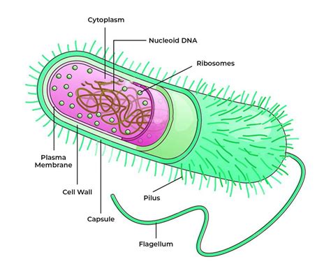 Prokaryotic Cell - Definition, Structure, & Functions