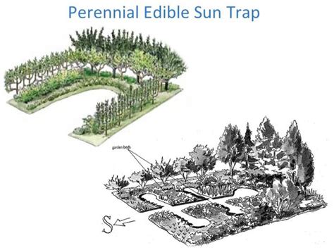 planting food forest into old-growth forest (permaculture design forum ...