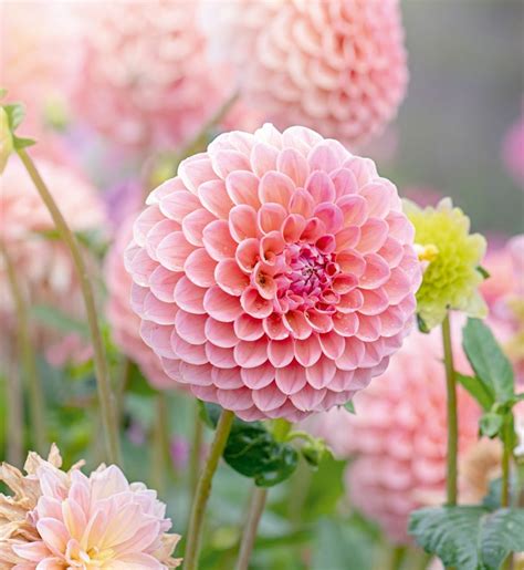 Alan Titchmarsh: How the dahlia shrugged off its 'too common to plant ...