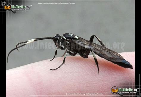 Ichneumon Wasp - Orgichneumon