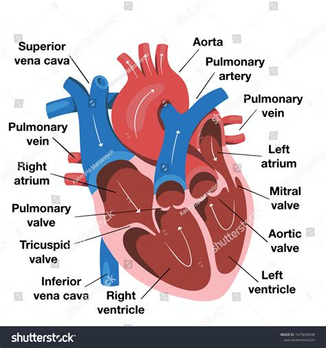 659,146 Human Heart Images, Stock Photos & Vectors | Shutterstock