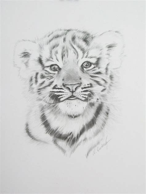 Tiger art drawing, Baby tiger art, Pencil drawings of animals