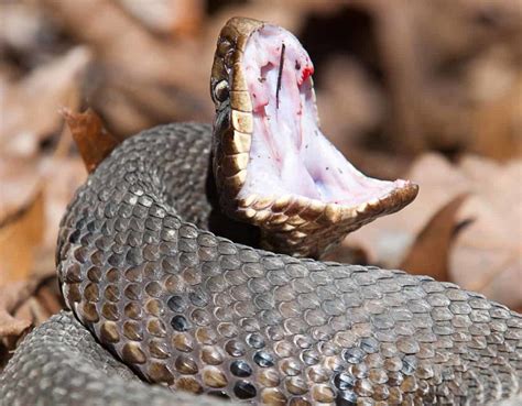 SPECIAL ALERT: How to Properly Manage Snake Bites - Missouri Poison Center