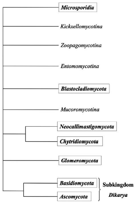 2 Phylogenetic classification of the Kingdom Fungi (Hibbett et al ...