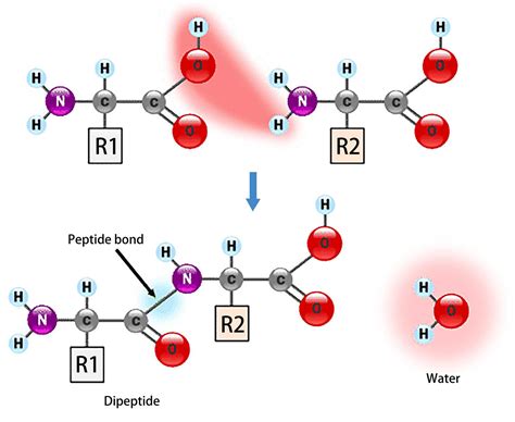 Amino Acid Properties and Structure - Creative Biostructure