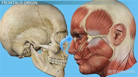 Occipitofrontalis Muscle | Action, Location & Insertion - Video ...