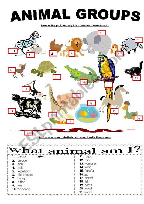 Animal groups - ESL worksheet by kattaszub