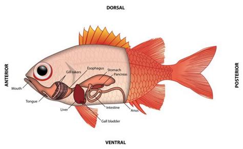 A Guide to Understand Fish with Diagram | EdrawMax Online