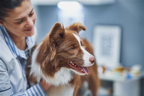 How often should you schedule vet appointments for your dog? - Vetster