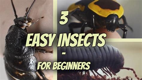 Best Insect Pets For Beginners Learn Why Some Insects Are Good.