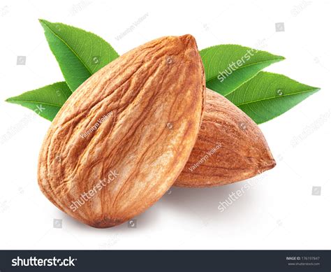 Almond Nut Almond Leaves Isolated On Stock Photo 176197847 | Shutterstock