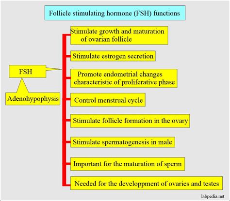 Follicle Stimulating Hormone (FSH) (Follicular Stimulating Hormone ...