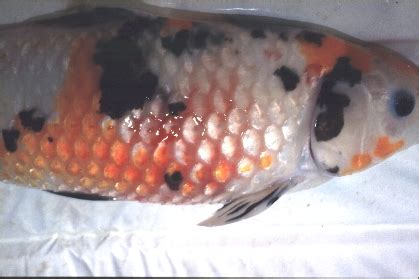 Dropsy in Koi & Goldfish - Dr Erik Johnson - Veterinarian