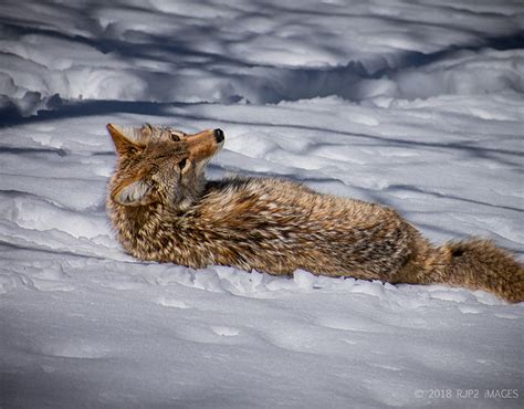 Green Bay Wildlife Sanctuary on Behance