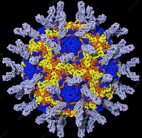 Phát hiện Human rhinovirus (HRV) ở người nhiễm trùng đường hô hấp