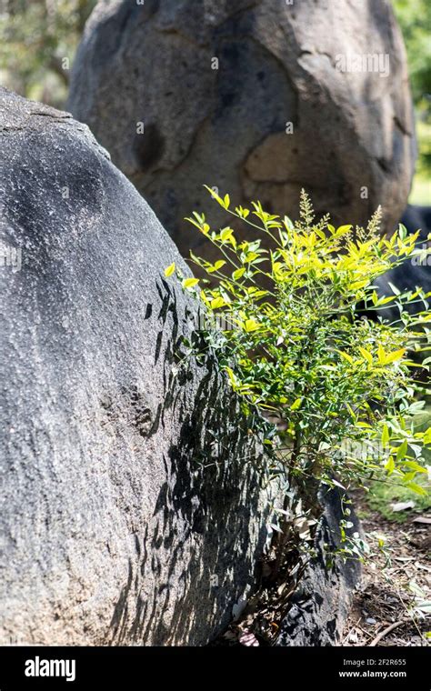 Cowra Japanese Garden, NSW, Australia Stock Photo - Alamy