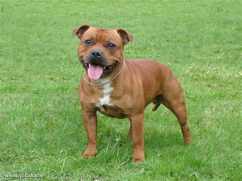 The Brown Staffordshire Bull Terrier on the grass | Staffordshire bull ...