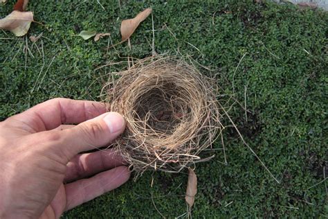 Nested Nests - Bird Canada