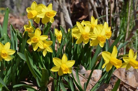 Daffodils from the garden