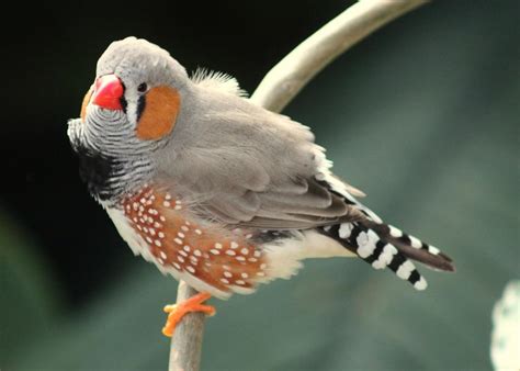 Zebra finch care | Animal Humane Society