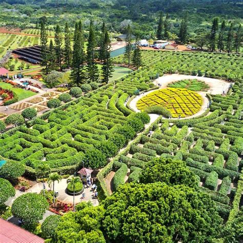 Dole Plantation | Best Agricultural Experience on Oahu