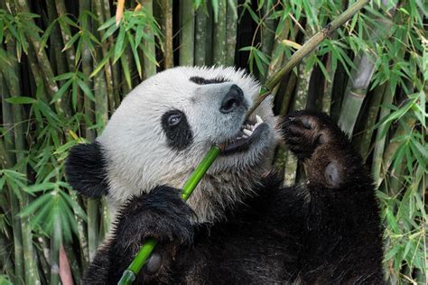 Hamar az eladások összege elkényeztet panda bamboo eating súrlódás ...