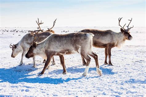 Discover the Incredible Adaptations That Help Reindeer Thrive in the ...