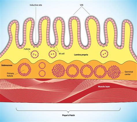 Mucosal Membrane Small Intestine