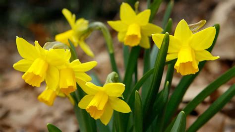 12 Types Of Miniature Daffodils - AZ Animals