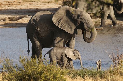 Mother And Baby Elephant - Captions Trendy