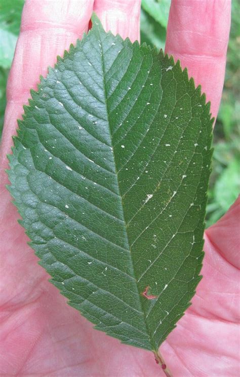 Cherry - Tree Guide UK - Wild Cherry tree identification