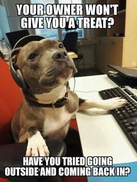 "Thank you for calling Dog Support, how may I help you?" | Funny ...