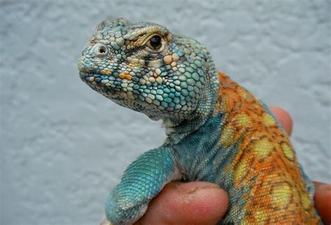 Украшенный шипохвост Филби (Uromastyx ornata philbyi) | Cute reptiles ...