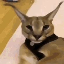 Caracal Big GIF - Caracal Big Floppa - Discover & Share GIFs